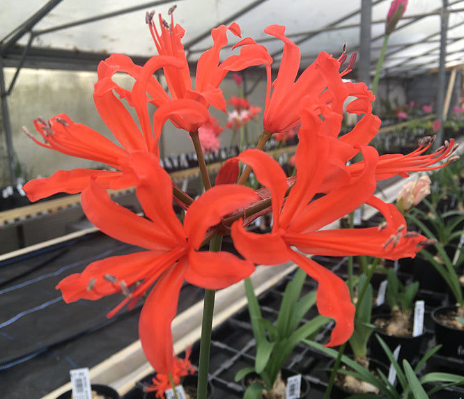 NERINE 'AFTERGLOW' 10