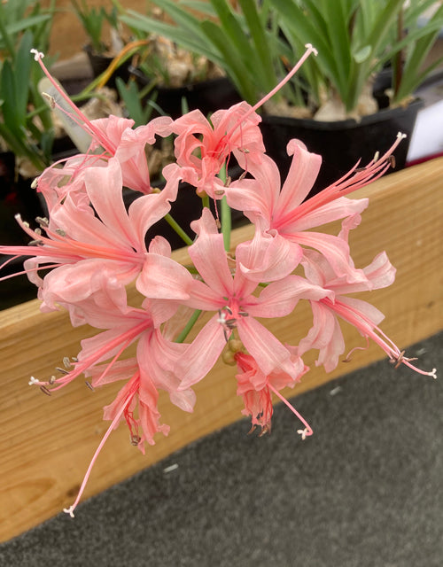 NERINE 'ALRESFORD' 65