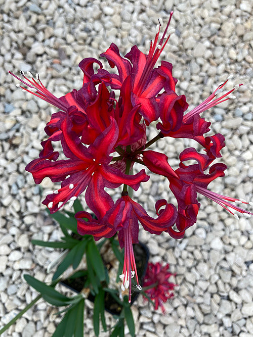 NERINE 'AMSCHEL'