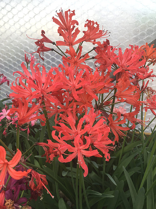 NERINE 'ANCILLA' 162
