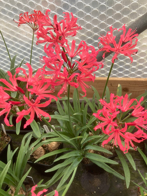 NERINE 'ANCILLA' 35