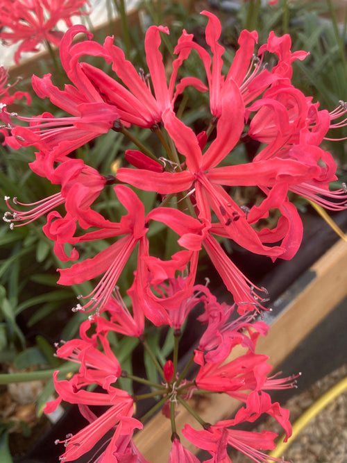 NERINE 'ANCILLA' 545