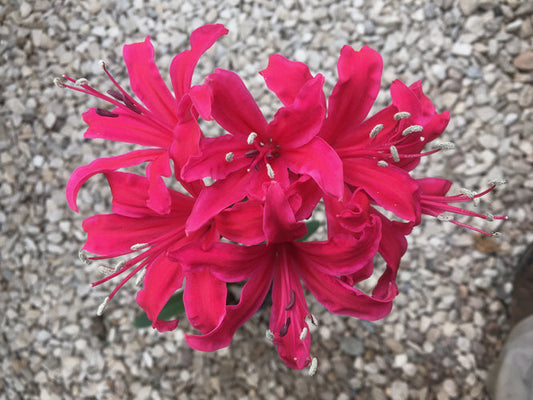 NERINE 'ANDROMEDA'