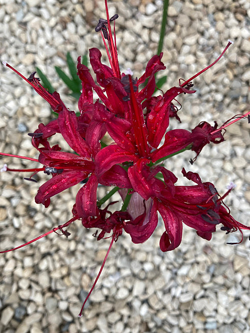 NERINE 'ARIES' 169