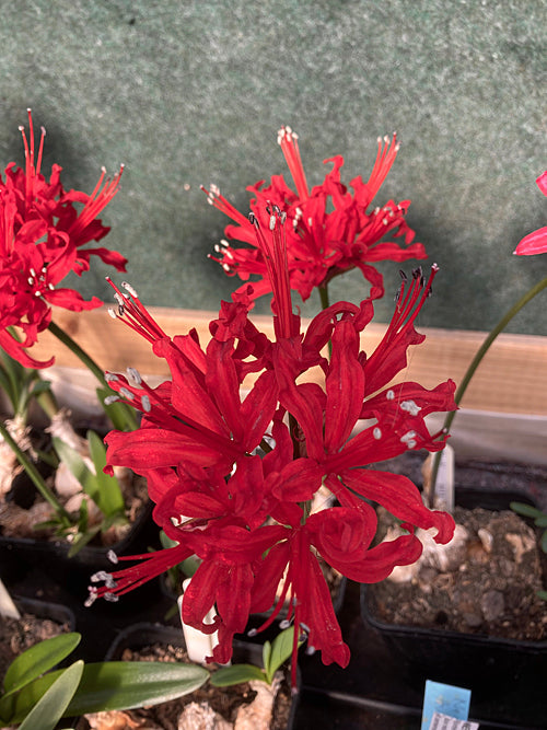 NERINE 'ARIES' Wisley