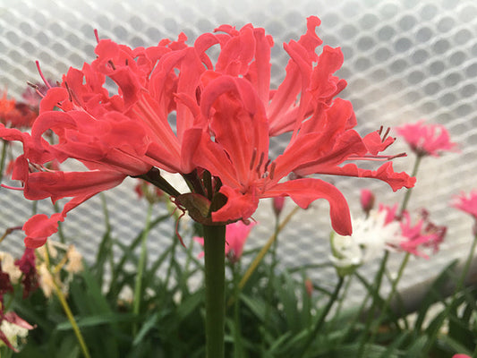 NERINE 'BAGHDAD' 114
