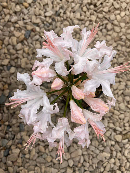 NERINE 'BULAWAYO-KOO'