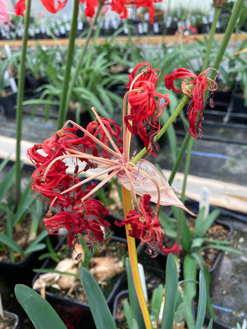 NERINE SARNIENSIS 'BLAKEWAY PHILLIPS'