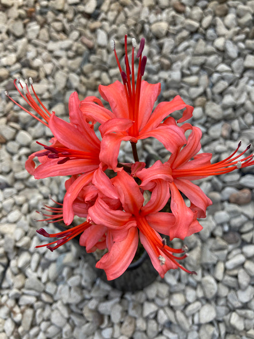 NERINE 'BREDON'