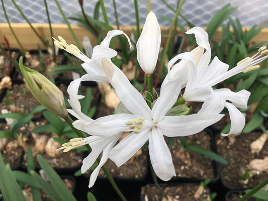 NERINE 'BISHOPS SUTTON'