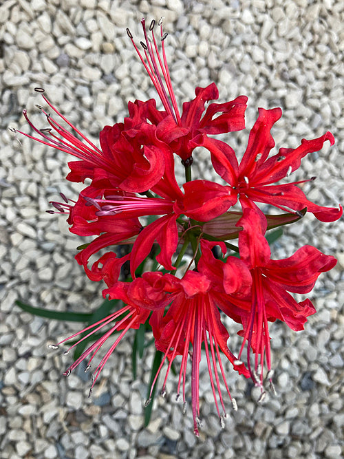 NERINE 'CRANFIELD' 44