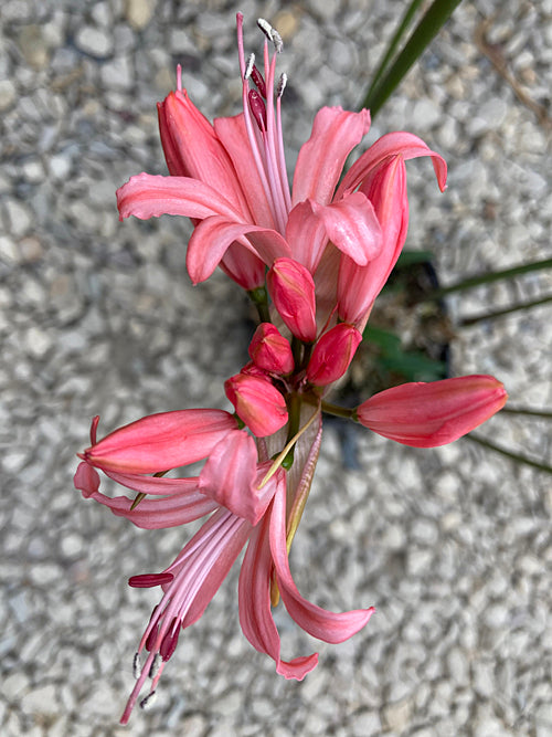 NERINE 'CAROLINE' 194