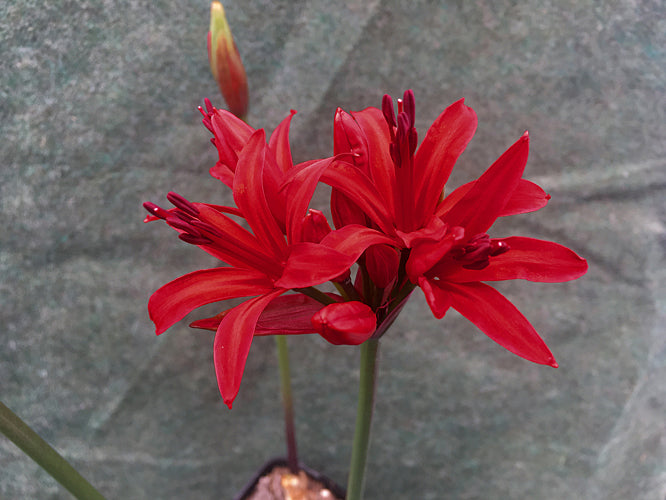 NERINE 'CARDINAL' 190