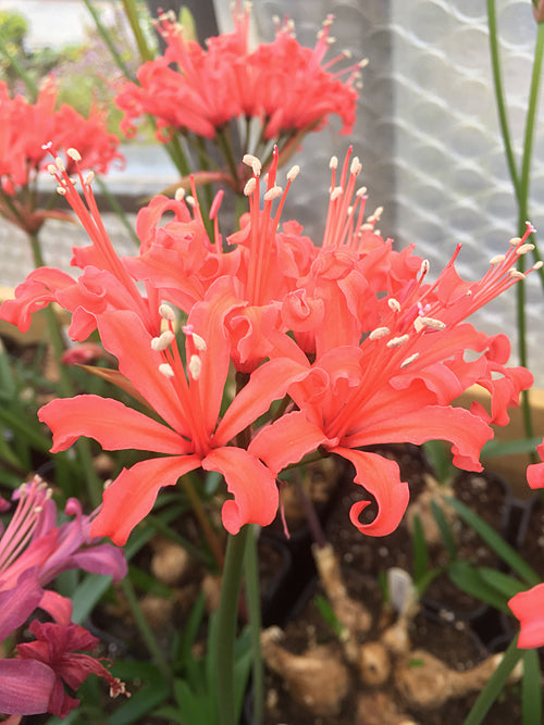 NERINE 'CARISBROOKE'