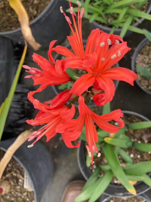 NERINE 'CARYATID'