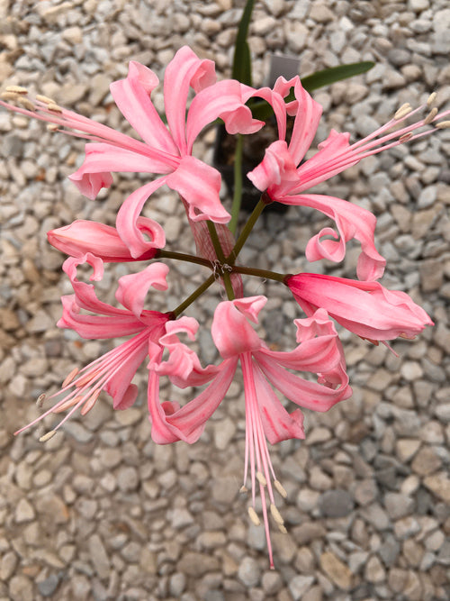 NERINE 'CAPTAIN DUNNE COOKE'