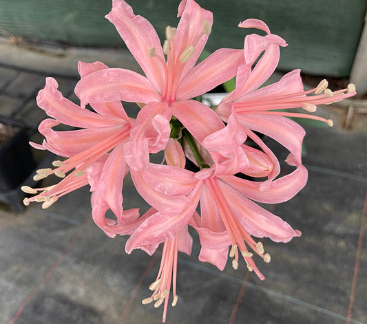 NERINE CDE 58C