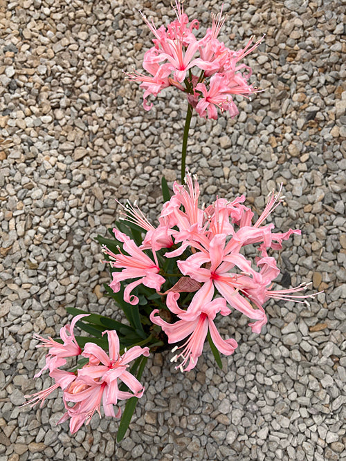 NERINE CDE 5AR