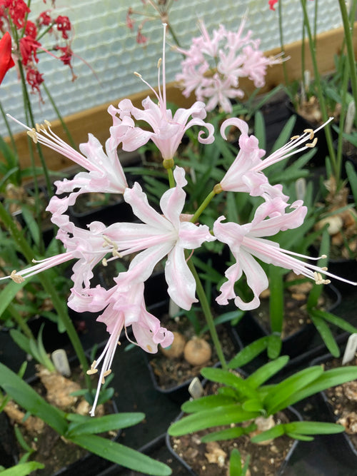 NERINE 'CELESTIAL' 501