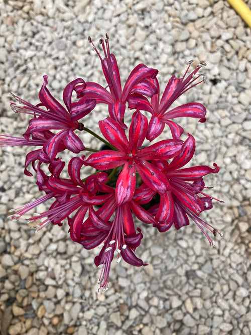 NERINE 'CHANTICLEER'