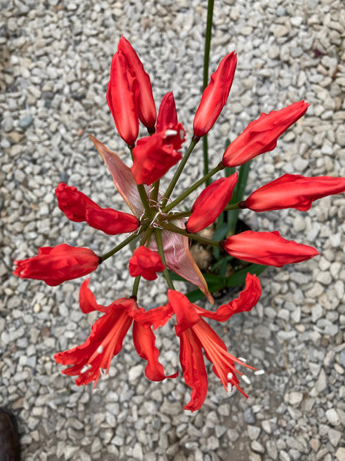 NERINE 'CHERUBINO'