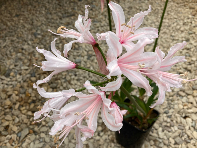 NERINE 'CHRISTMAS' WIS