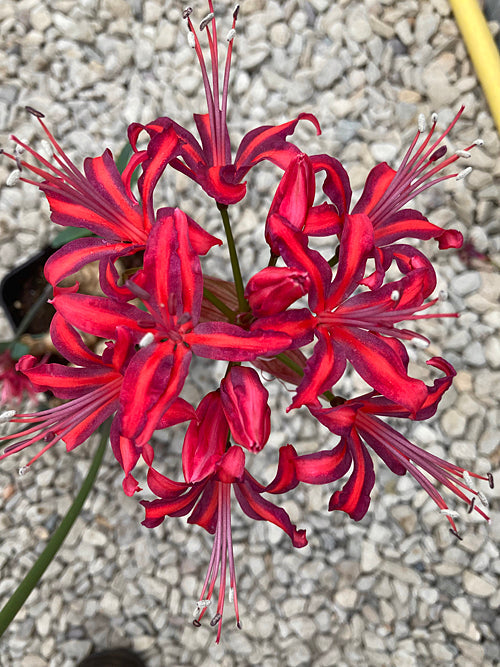 NERINE 'CLEOPATRA'