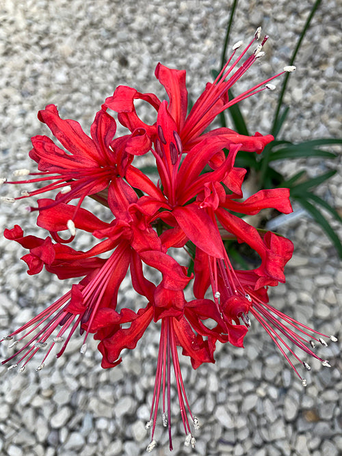 NERINE 'COUNTESS MARIA PLATER'