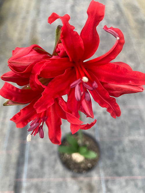 NERINE 'CORALINA'