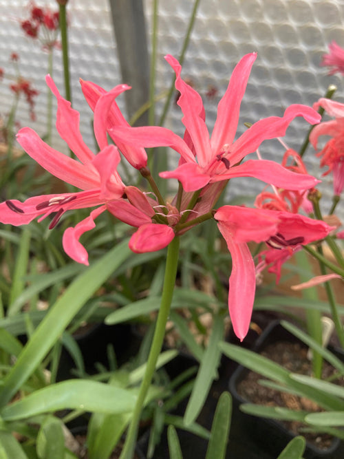 NERINE 'COUNTDOWN'