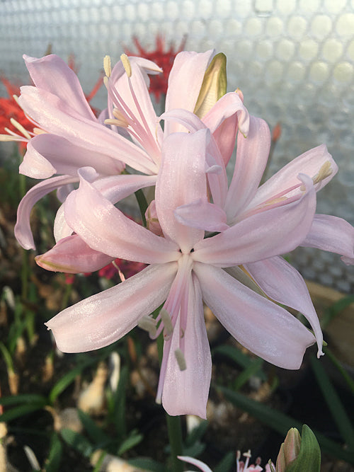 NERINE 'COVERACK'