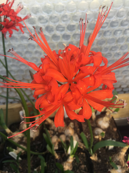 NERINE 'CRADLEY' 912