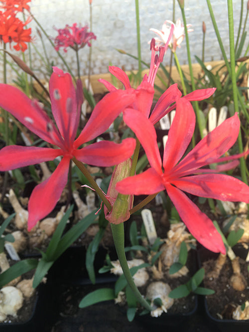 NERINE 'CLEOPATRA' SEED