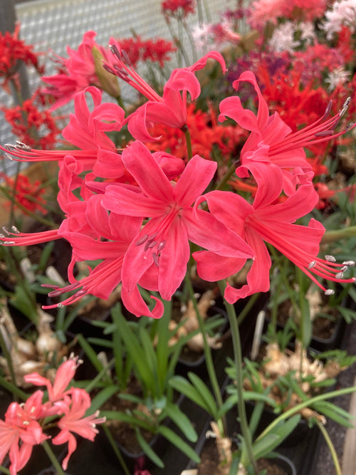 NERINE 'DAME ALICE GODMAN' 14