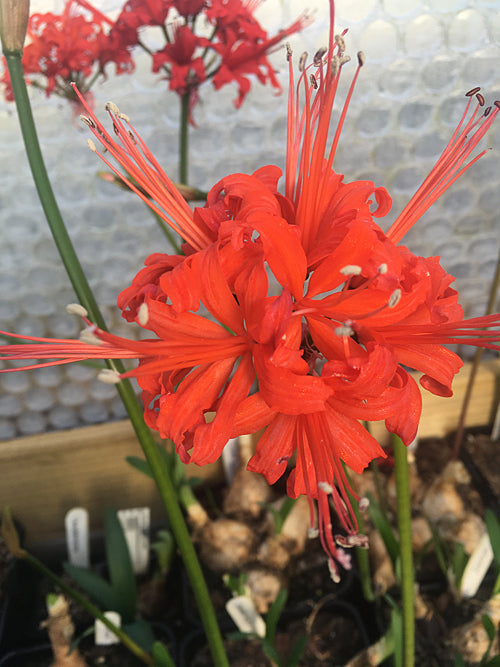 NERINE 'DAME ALICE GODMAN' 213
