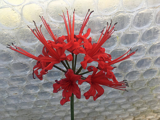 NERINE 'DIANA CLARE'