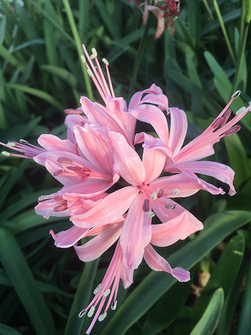 NERINE 'DOROTHY TROTTER'