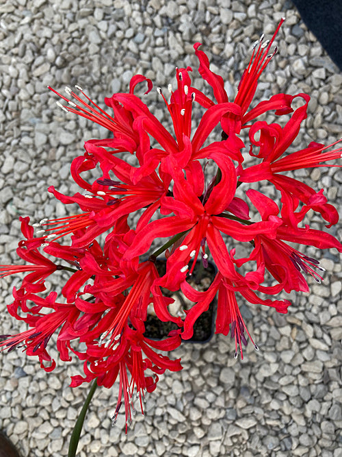 NERINE 'DUNKIRK' 136