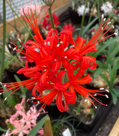 NERINE 'EXBURY RED' 234