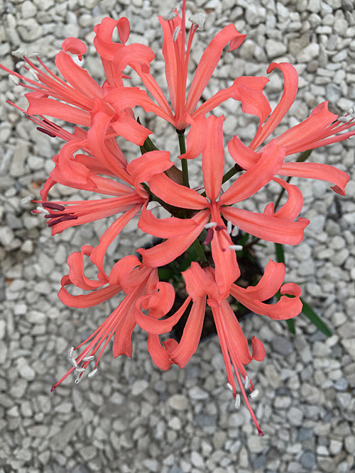 NERINE 'FFISKE'