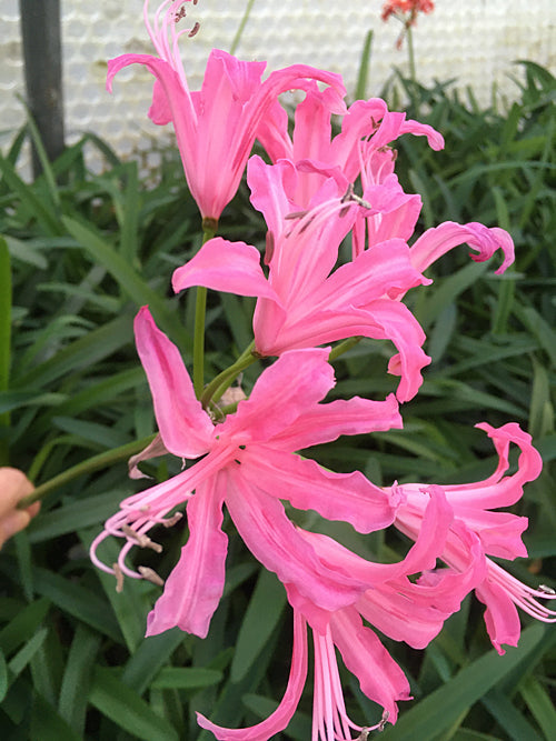 NERINE 'FIRELIGHT' 239