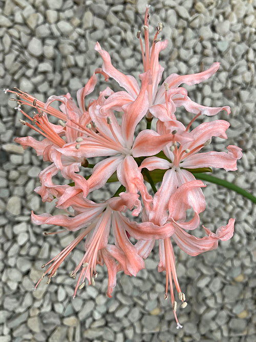 NERINE ''FATIMA' seed parent