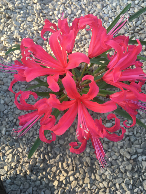 NERINE 'GLENSAVAGE GEM'