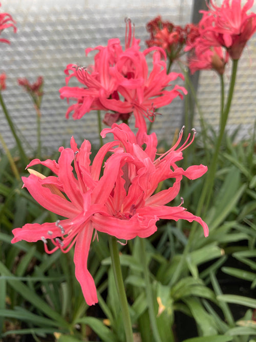 NERINE 'GRANIA'