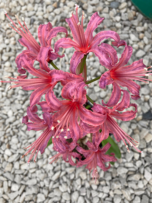 NERINE 'GWEEK'