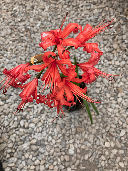 NERINE HARRY ADAMS NO. 25