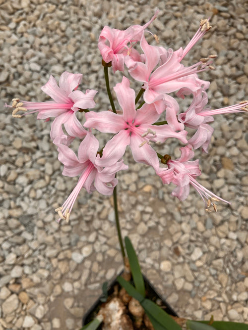 NERINE 'HANLEY CASTLE' 18