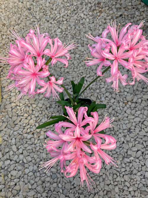 NERINE 'HELENA' 6