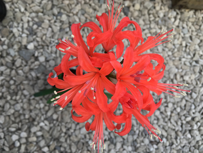 NERINE 'HIGHDOWN SCARLET' 273
