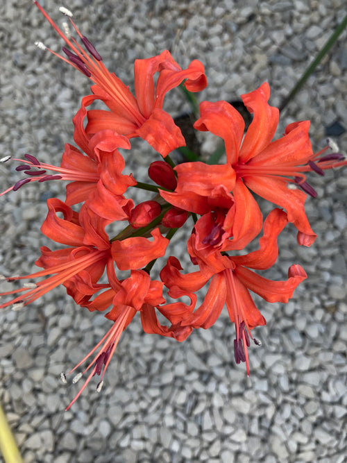 NERINE 'HAILSTORM'